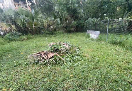Overgrown backyard before renovation
