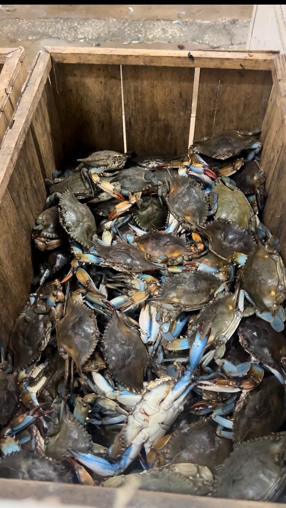 Blue crabs in a wooden crate